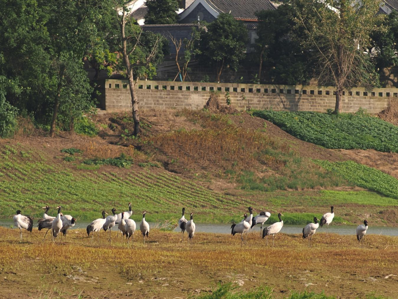 4aa971a2521b31b70174864e6664ee44_%E9%BB%91%E9%A2%88%E9%B9%A4.png 4aa971a2521b31b70174864e6664ee44_%E9%BB%91%E9%A2%88%E9%B9%A4.png